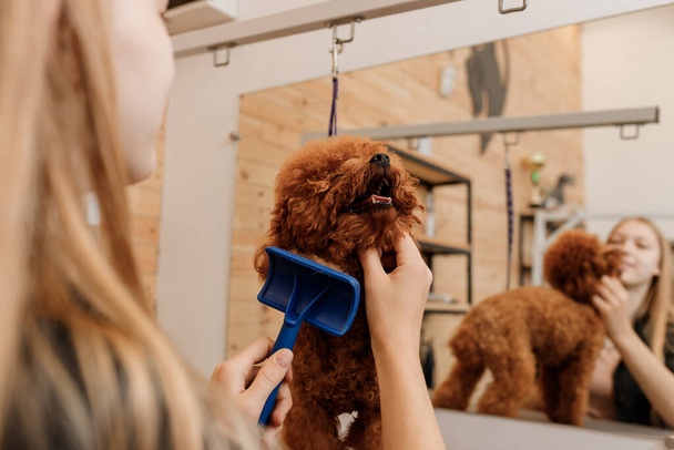 Primer plano de peluquería femenina cepillando el pelo de perro caniche Teacup con peine después de bañarse en el salón de aseo. Peluquería de mascotas mujer haciendo peinado en clínica de spa veterinario - Foto, imagen