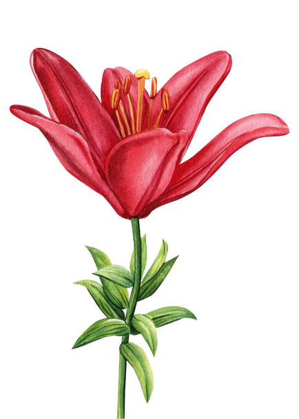 Lily on isolated white background, watercolor red flower. Botanical painting. High quality illustration - Photo, image