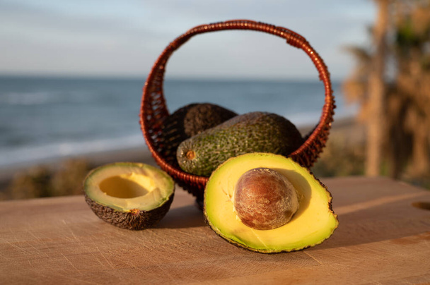 Cultivation of hass avocado fruits in Europe, new harvest of avocado in Malaga region, Andalusia, Spain and beach, palm trees and sea on background - Photo, Image