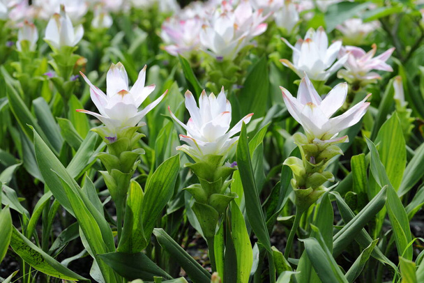 Closeup White Curcuma sessilis flowers in garden - Φωτογραφία, εικόνα