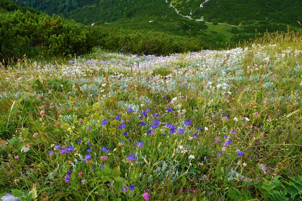 Farbenfroher wilder Berggarten mit blauen Blüten der Phyteuma hemisphaericum auf dem Gipfel des Sneznik-Gebirges in Notranjska, Slowenien - Foto, Bild