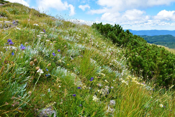 Alpine meadow with white yarrow (Achillea) and blue rampion (Phyteuma hemisphaericum) flowers at Sneznik mountain in Notranjska, Slovenia - Foto, imagen