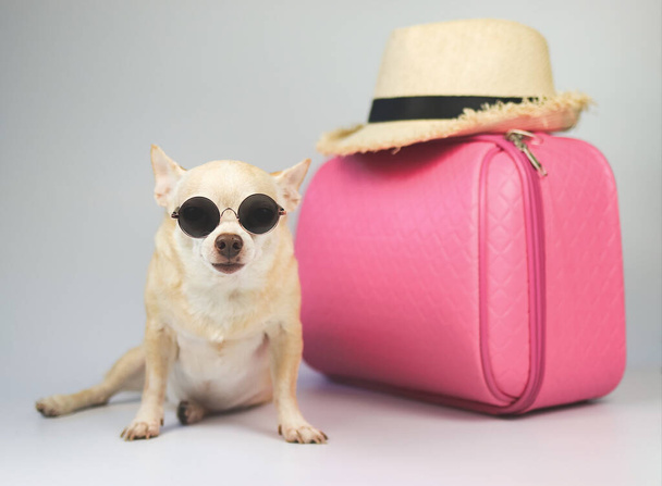 Портрет милого коричневого короткого волосся собаки чихуахуа в сонцезахисних окулярах, що сидять на білому тлі з туристичними аксесуарами, рожевою валізою та солом'яним капелюхом
. - Фото, зображення
