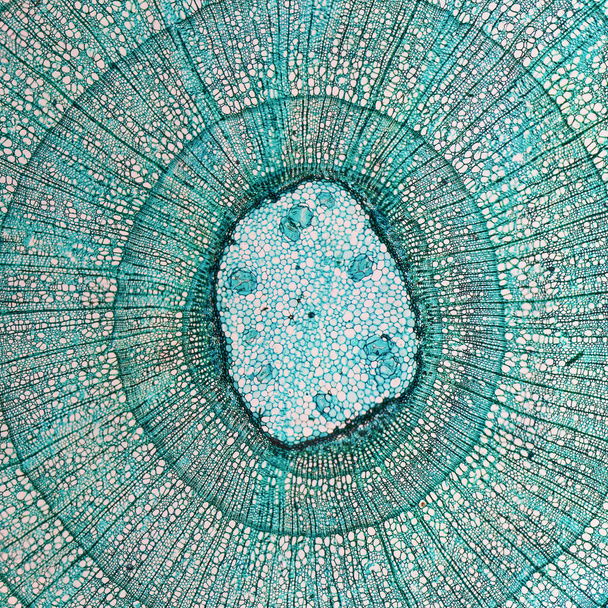 Стволовой микрограф тилии
 - Фото, изображение
