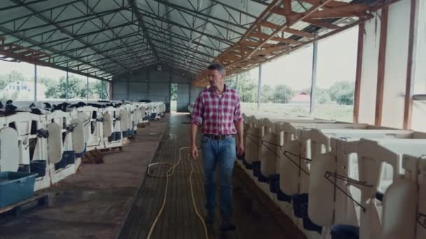 Farm specialist checking little calves walking in vet facility modern agricultural ranch. Agronomist controlling health small cows in rural cowshed. Agribusiness technology in dairy farming concept  - Materiaali, video
