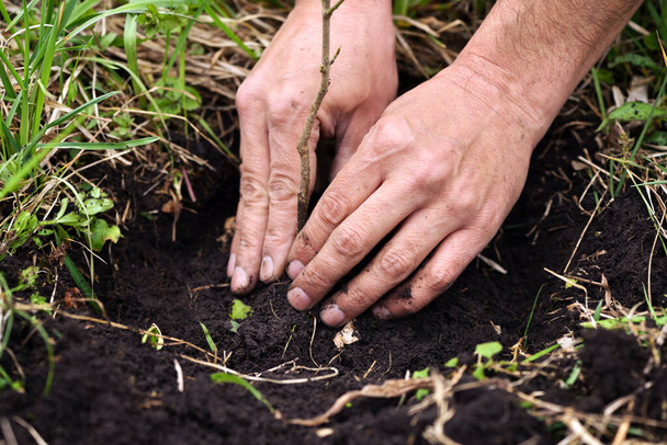 Κηπουρός φυτεύει ένα νέο δέντρο στο χώμα. Κινηματογράφηση σε πρώτο πλάνο το χέρι του κηπουρού. - Φωτογραφία, εικόνα
