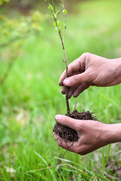 Gardener planting a young tree. Closeup hands of the gardener. Preparation for landing - 写真・画像