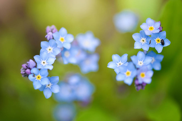 Beautiful forget-me-not blue wildflowers (Myosotis)  in the blurred background of green grass - Fotoğraf, Görsel