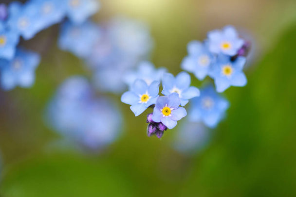 Beautiful forget-me-not blue wildflowers (Myosotis)  in the blurred background of green grass - Zdjęcie, obraz