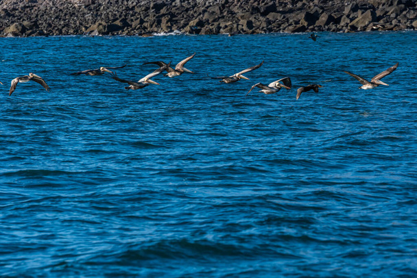 A group of Pelicans in Puerto Penasco, Mexico - Фото, изображение