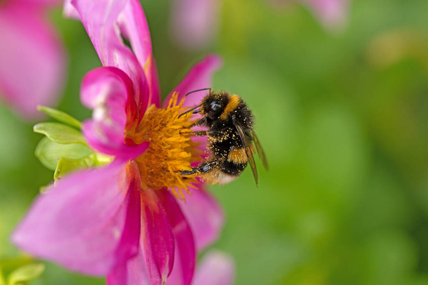 Bees are as attracted to Dahlia flowers and lavender, in a Doncaster garden, in South Yorkshire, England. - Foto, Imagem