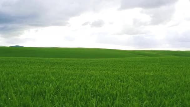 4k drone filmato di un bellissimo campo verde in campagna. - Filmati, video