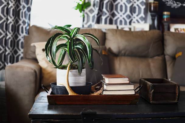 Potted White Jewel, Dracaena Deremensis, houseplant sitting on an antique farmhouse style wood trunk in a living room in front of a beige sofa. Selective focus with blurred background. - Foto, imagen