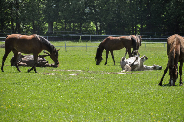 the horse rolls in the grass in its herd - Foto, imagen