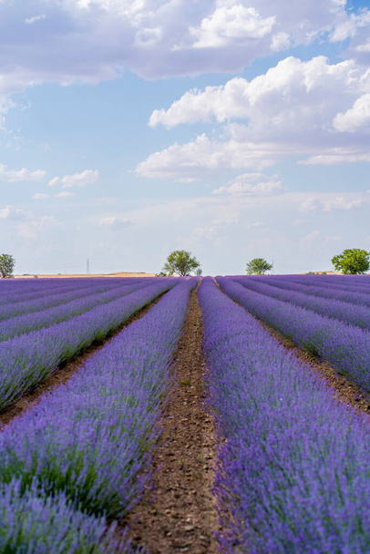 Beautiful lavender blooming scented flowers with dramatic sky.  - Photo, image