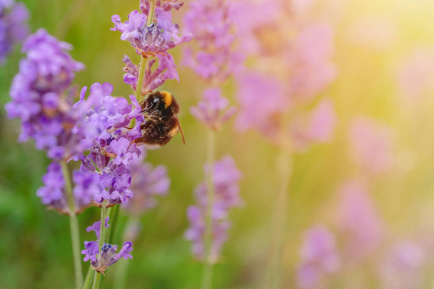 κοντινό πλάνο της μέλισσας σε λουλούδι λεβάντας την ηλιόλουστη καλοκαιρινή μέρα Καλοκαιρινά λουλούδια. Καλοκαίρι Υψηλή ποιότητα phot - Φωτογραφία, εικόνα