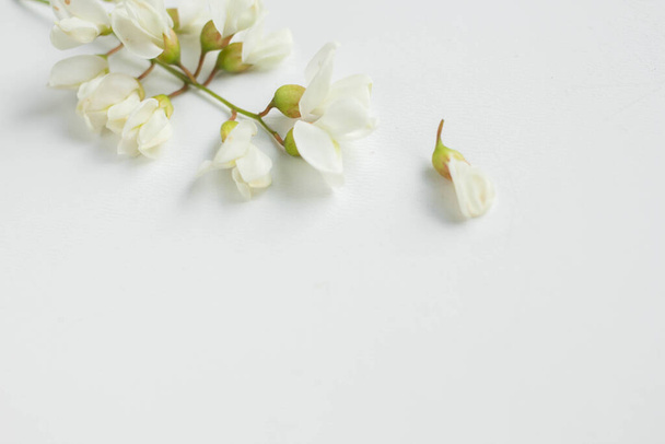 akátové květiny na bílém modrém stole. křehké jarní květiny - Fotografie, Obrázek