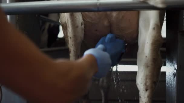 Farmer cleaning cow udder using modern equipment in technological dairy farm carousel close up. Unknown worker washing cattle teats before milking with automatic device. Milk production concept. - Filmmaterial, Video