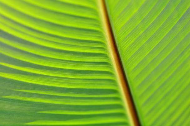 Detail of a leaf of a tropical plant, green background - Fotografie, Obrázek