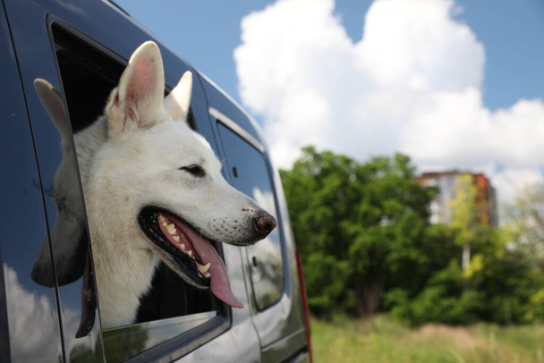 Cute white Swiss Shepherd dog peeking out car window. Space for text - Foto, afbeelding