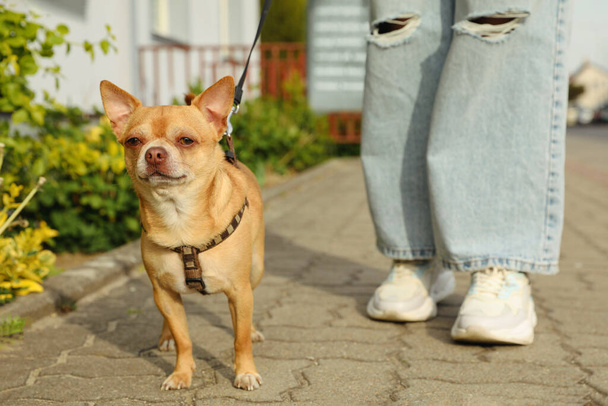 Owner walking with her chihuahua dog on city street, closeup - Zdjęcie, obraz