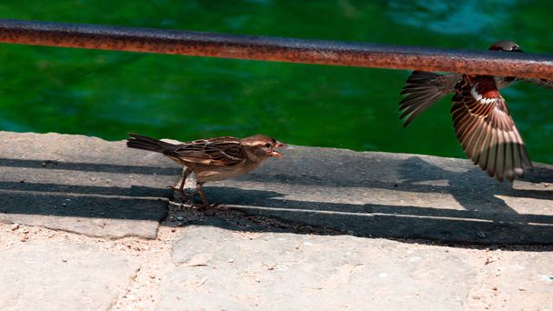 Rock sparrow on stone path in Ciutadella Park in Barcelona, Spain. - Foto, imagen