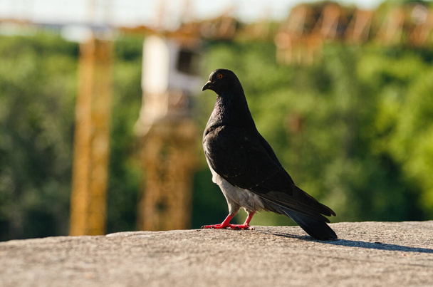 Close-up view of one grey Dove. One pigeon is standing on stone parathet. Abstract blurry background. Pigeon in the city. Concept photo of wild animals in the city. City birds. - Foto, imagen