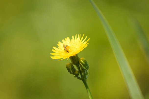 A méhek közelsége a zöld homályos hátterű évelő veteményesről - Fotó, kép