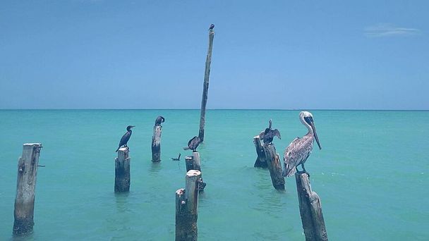 Sea birds perched on old jetty - Фото, изображение