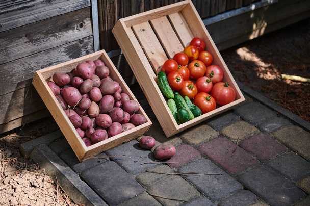 Harvested crop of organic vegetables cultivated in an eco farm: cucumbers, ripe juicy tomatoes and pink potatoes in wooden box, for sale at farmers markets. Agricultural hobby and business, farming - Photo, Image