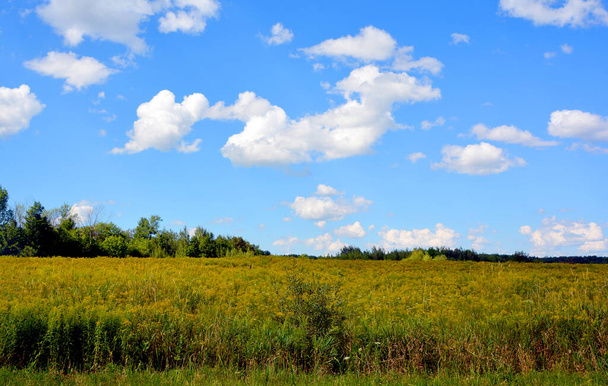 beautiful landscape with a field of wheat and blue sky - Φωτογραφία, εικόνα