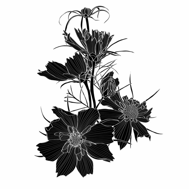 Sketch Floral Botanikai Gyűjtemény. Kozmosz virág rajzok. Fekete-fehér, arany, fehér háttérrel. Kézzel rajzolt botanikai illusztrációk. - Vektor, kép