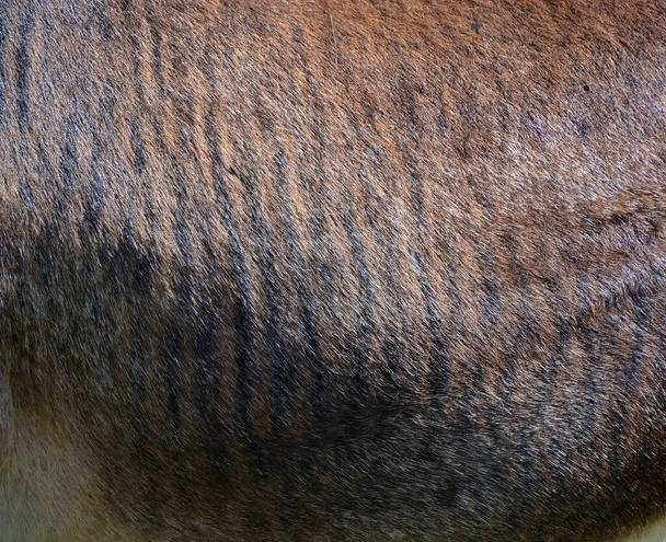 Close up of zebroid is the offspring of any cross between a zebra and any other equine to create a hybrid - Fotó, kép