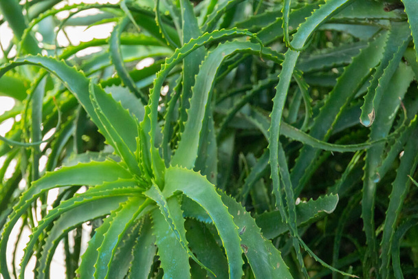plant aloe vera or aloe vera with healing properties for the skin and the body concept health - Photo, Image