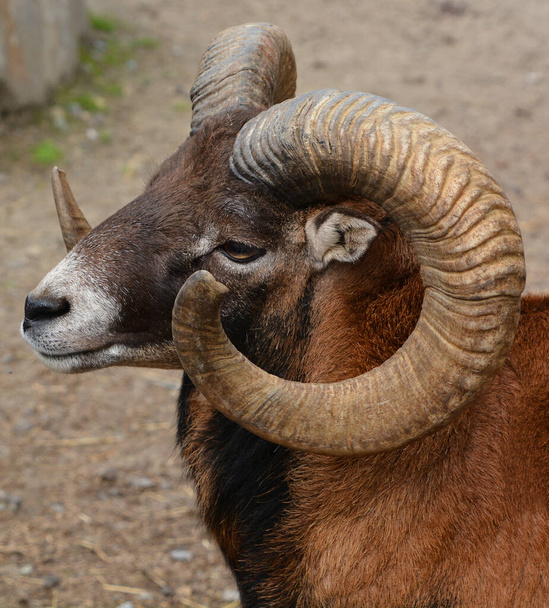 European male mouflon is the westernmost and smallest sub-species of mouflon. It was originally found only on the Mediterranean islands of Corsica and Sardinia - Photo, Image