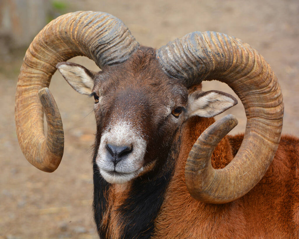 European male mouflon is the westernmost and smallest sub-species of mouflon. It was originally found only on the Mediterranean islands of Corsica and Sardinia - Photo, Image