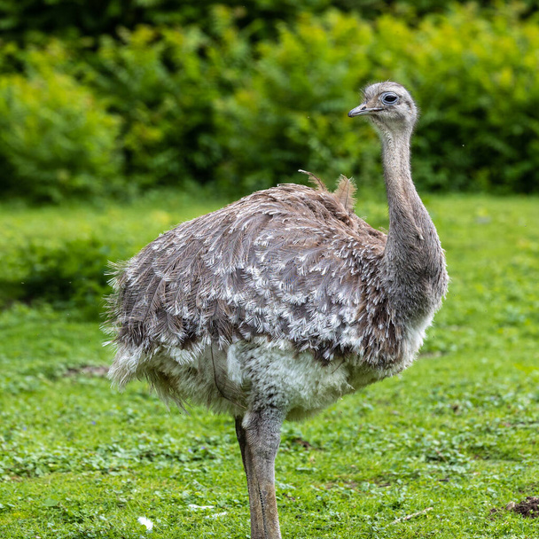 Darwin's rhea, Rhea pennata also known as the lesser rhea. It is a large flightless bird, but the smaller of the two extant species of rheas. - Photo, Image