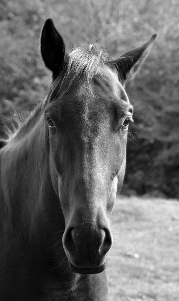 horse in the meadow  - Foto, Bild