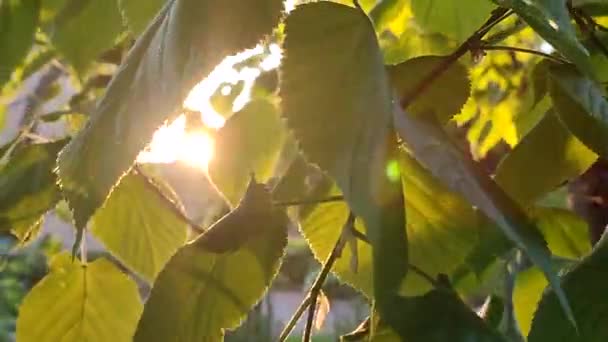 Bright evening sun shines through young fresh leaves on a tree branch on a sunny spring evening. Beautiful natural background. The beams of sun shine through leaves close-up. Concept environmental - Séquence, vidéo