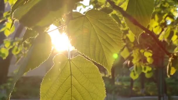 Bright evening sun shines through young fresh leaves on a tree branch on a sunny spring evening. Beautiful natural background. The beams of sun shine through leaves close-up. Concept environmental - Felvétel, videó