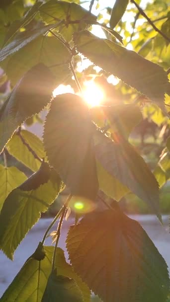 Bright evening sun shines through fresh leaves on tree branch on sunny spring evening. Beautiful natural background. Beams of sun shine through leaves close-up. Concept environmental. Vertical video - Metraje, vídeo