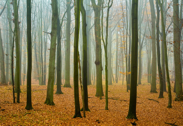 Herbstwald - Foto, Bild