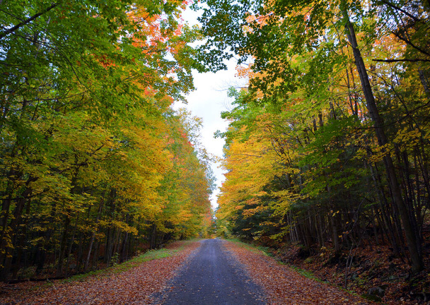 road in beautiful autumn forest  - Foto, Bild