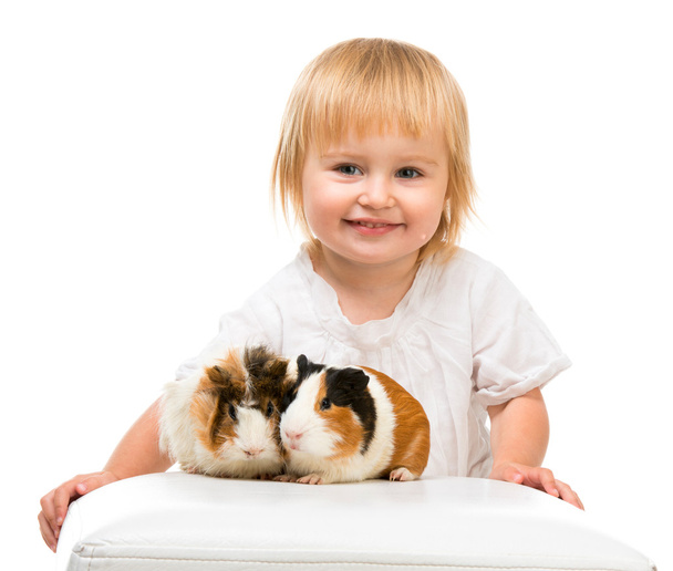 Little girl holding a guinea pig - Photo, image