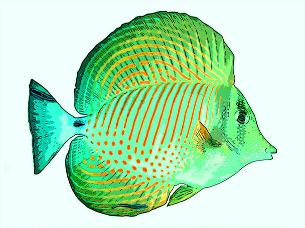 fish illustration pop-art background  - Photo, Image
