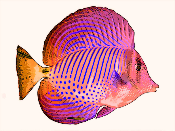 fish illustration pop-art background  - Foto, imagen