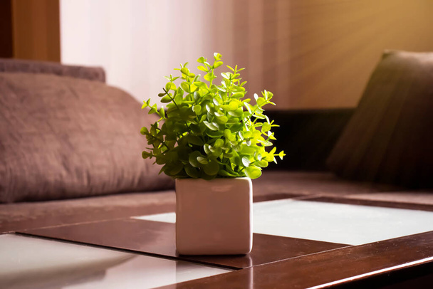 Flowerpot plant in room interior - Фото, изображение