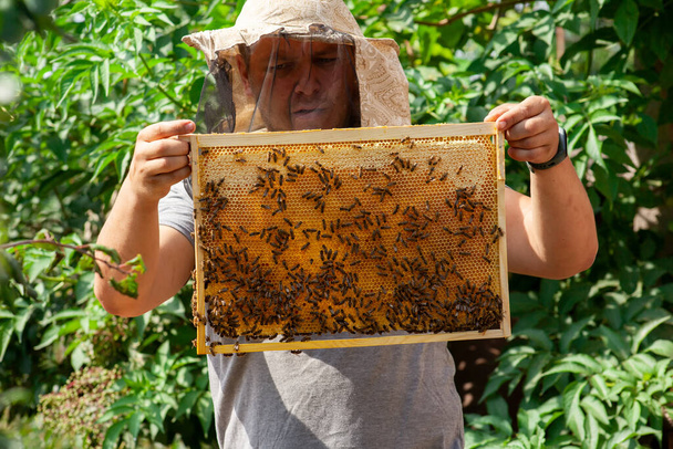 A beekeeper inspects frames with sealed honeycombs with honey on a sunny day. Work at the apiary in the summer - Foto, immagini