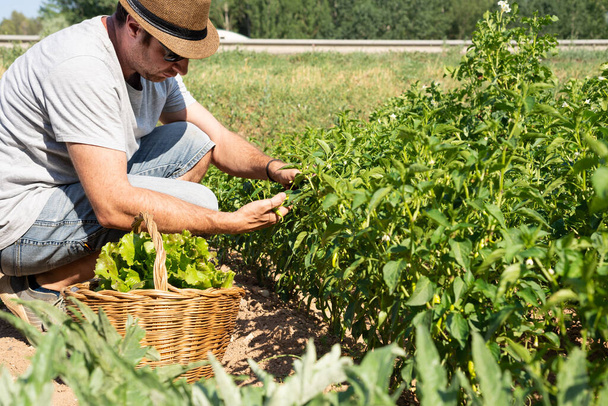 Man picking green chilli peppers from a organic vegatable garden.  - Foto, Imagem