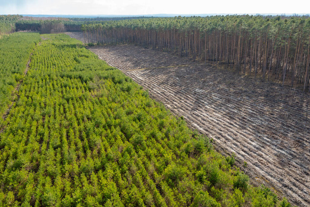Luftaufnahme von Pflanzungen junger Bäume im Wald, Entwaldung und Pflanzung neuer Bäume - Foto, Bild
